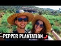 We Visited a Pepper Plantation in Kampot, Cambodia 🌶