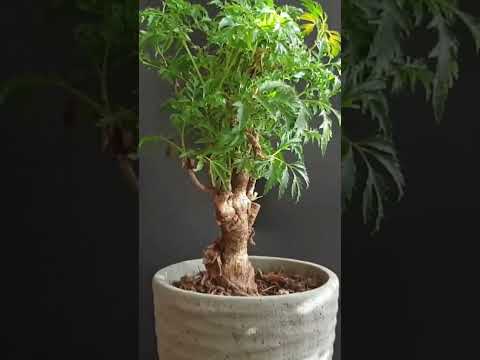 Pruning ming aralia