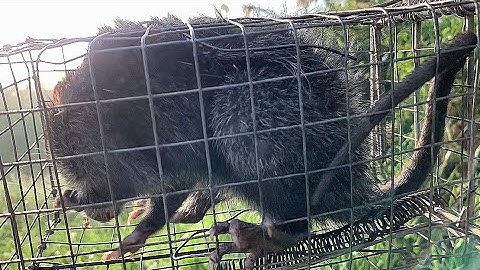 Bẫy Chuột Cống Nhum Trùm Cuối Của Rừng Cây Sậy most ferocious rat