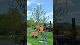 Autumn Blaze Maple Tree Planting in Spring