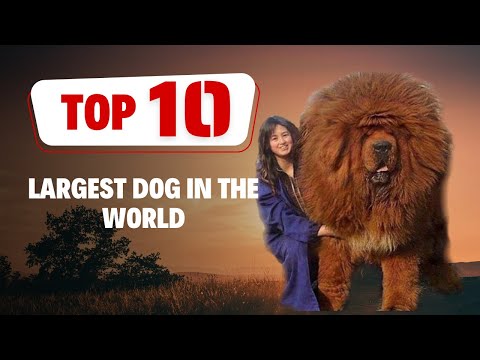 Top 10 Largest Dog in the World