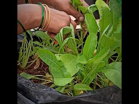 Video: Retiisinlehtien sadonkorjuu – Opi keräämään retiisinvihreitä