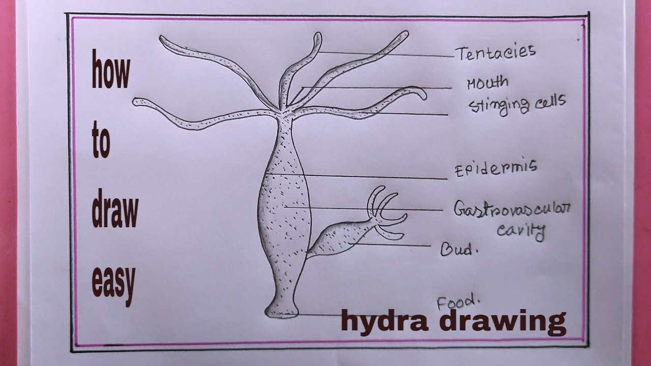 Hydra Gender and Ovary Stages - Buy Royalty Free 3D model by Nima  (@h3ydari96) [acf6a70]