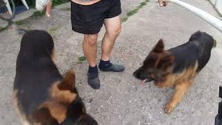 Training with German Shepherds is ongoing. Пробни снимак за овакву вежбу са немачким овчарима