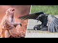 Как Животные Прощаются с Умершими