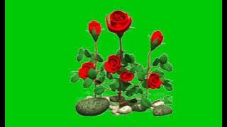Green Screen Animasi Bunga Mawar Bergerak Tertiup Angin Sepoi Sepoi