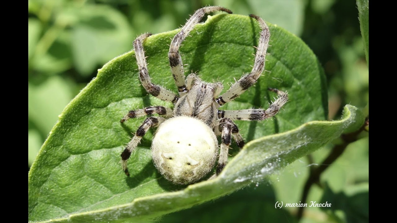 guck mal  "fotos animalisch"  von Marion Knoche