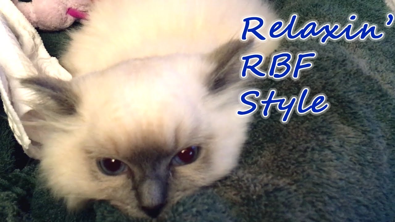 Happy Ragdoll Kitten Relaxing with Her Peeps - YouTube