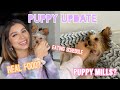 Puppy UPDATE: What I've Learned + How to Buy A Dog! || Dani Rios