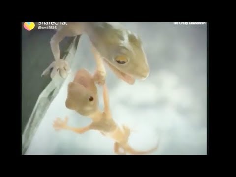 Zindagi Bewafa Hai Ye Mana Magar Chod Ke Raho Me | Whatsapp Status |