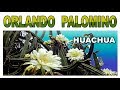 Oyon   orlando palomino huachua mix rdo