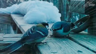 Early Morning Showdown at 6 AM! Japanese Tit vs. Nuthatch 😆 by しめさん Shimesan 4,824 views 1 month ago 5 minutes