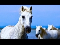 Dressage du cheval sauvage Camargue - ZAPPING SAUVAGE