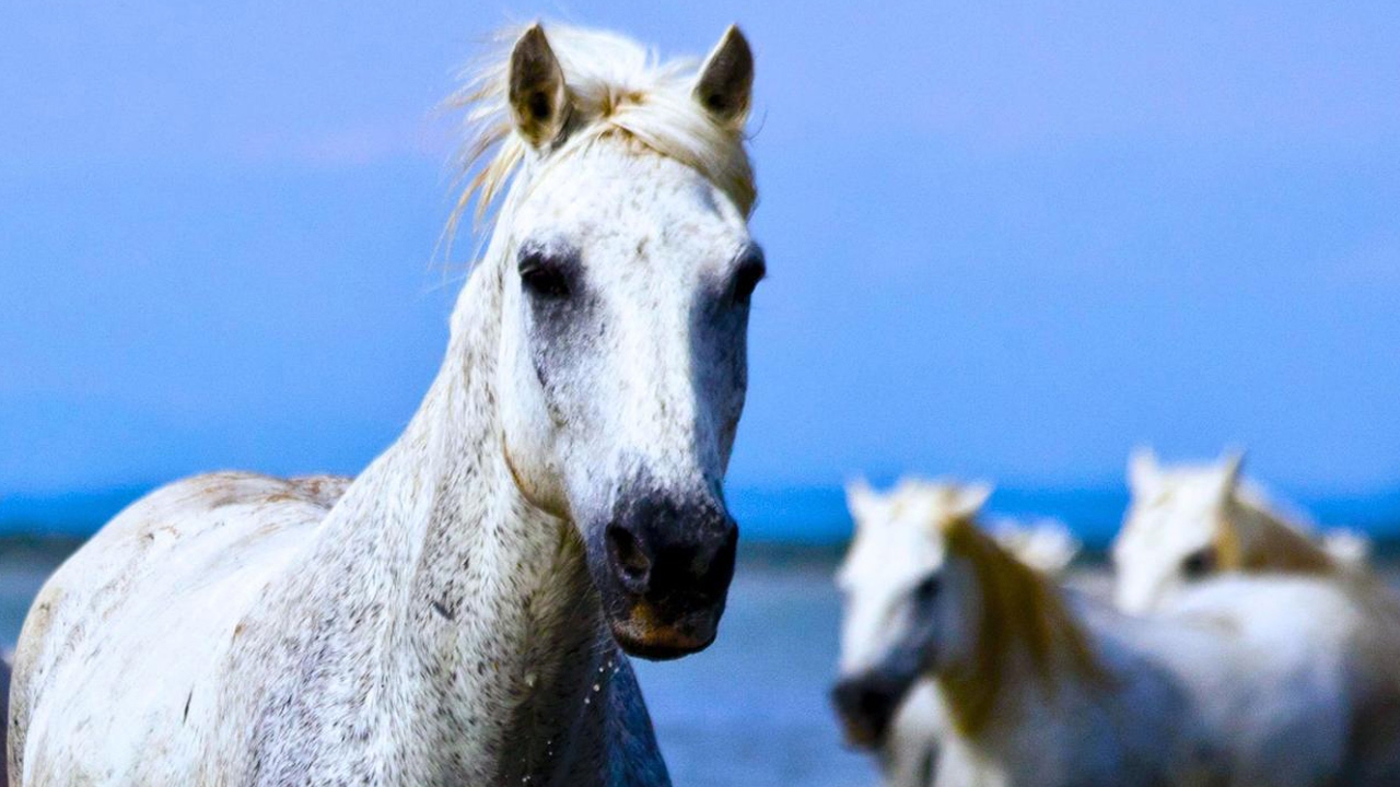 Dressage Du Cheval Sauvage Camargue Zapping Sauvage Youtube Dressage Du Cheval Sauvage Camargue Zapping Sauvage Youtube