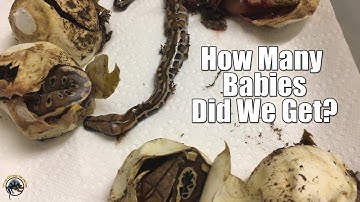 Saving the Blood Python Babies: Part  2 -- Egg Cutting and Final Baby Count! ✂🥚🐍