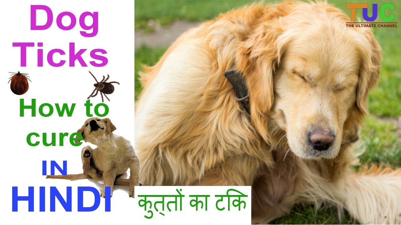 dog insects medicine