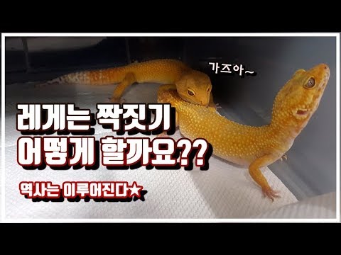 레오파드게코 번식 1단계 "짝짓기" [정브르]/Leopard gecko mating!