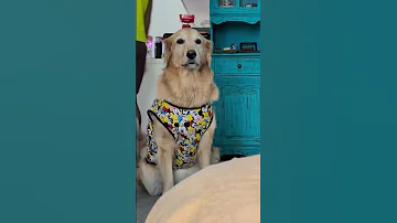 Dog Sings This Song For You Dog Dogs Doglife Dogshorts Shorts Goldenretriever Friends Fyp 