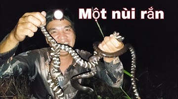 Câu rắn trun,,,một đêm thú vị @vuheo