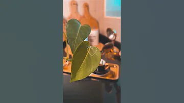 اجمل حالات واتس اب صباحيه قهوه قهوة 