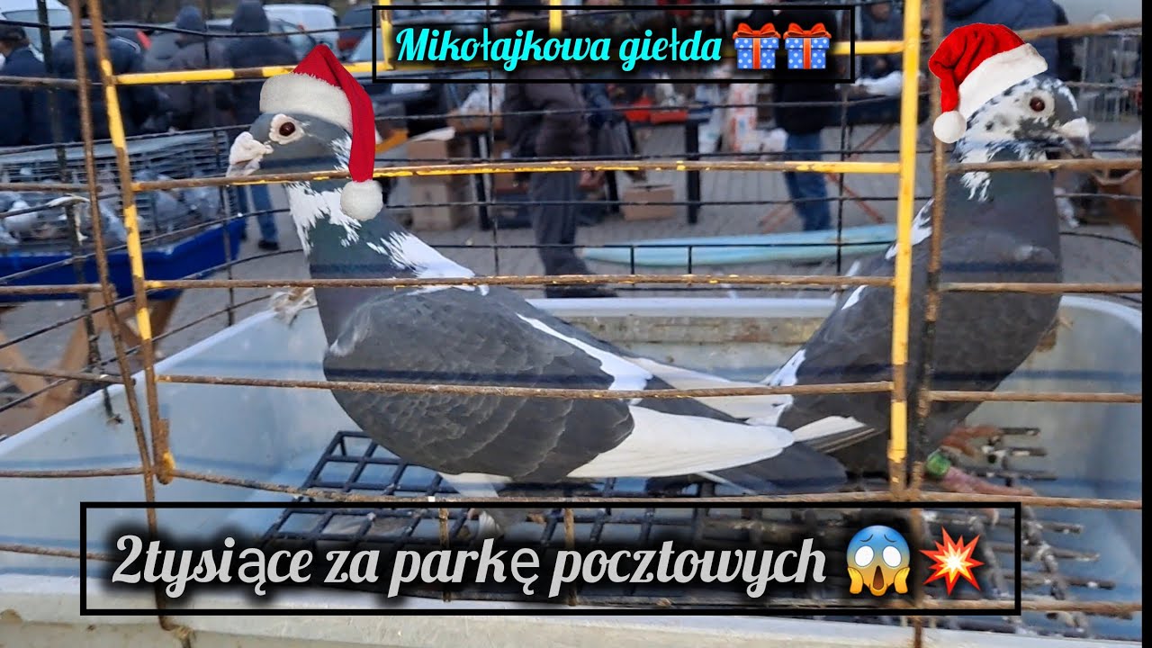 🎅Giełda Zwierząt Lublin 6.12.2025 🎁gołębie,króliki,kury duży mikołajowy targ 🎅🎁