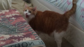 Cat Has A Tantrum For Dad Going To Bed