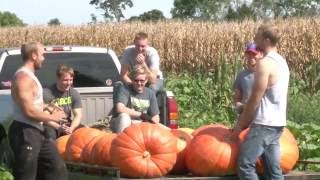 PUMPKIN PICKING - AM