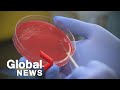 Coronavirus: A look Inside a lab to see how COVID-19 testing actually works
