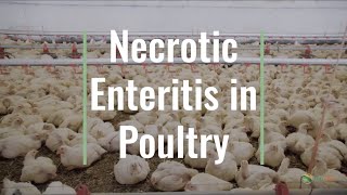 Biofeed Technology - Necrotic Enteritis In Poultry