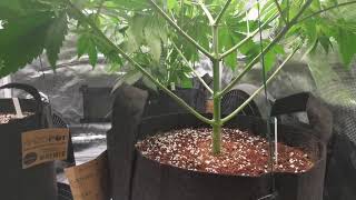 Santica Gardens-Season 1 Update & Discussing Feed