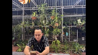 14\/10 TRÂU PHONG NHA, QUẾ HB, KOKI, THANH ĐẠM 0983270995