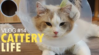 Kittens and Dad Get Fixed! No More Babies from Ghost | CATTERY LIFE VLOG #14 by Pearl's Ragdolls 5,246 views 2 years ago 12 minutes, 28 seconds