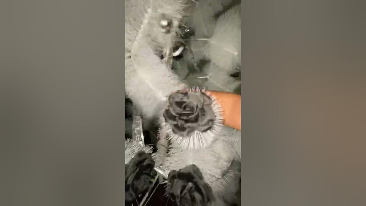 Cats destroy everything YouTube