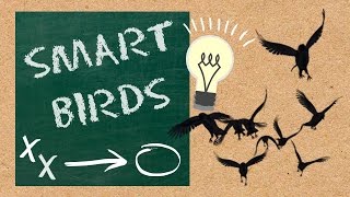 Smart Birds.