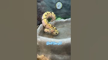 Feisty Little One! #ballpython