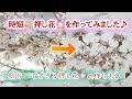 【Handmade/時短押し花作り】～1分✨で押し花ができる方法で桜の花🌸の押し花作りに挑戦しました♪～I tried to make a pressed flower in 1minute～