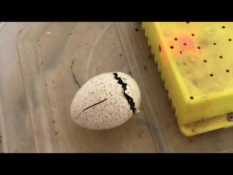 Βίντεο: Το παλαιότερο γνωστό άγριο πουλί στον κόσμο γεννά ένα άλλο αυγό στα 68
