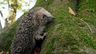Download Lagu Can hedgehogs climb trees? - UHD 4K MP3