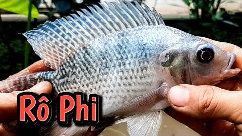 Câu đàn Cá Rô Phi khủng giật mỏi tay || Catching the wrong tilapia lair