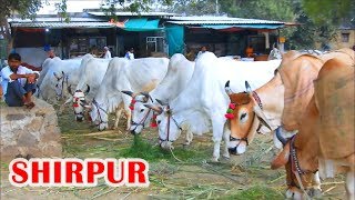 गाय, बैल, भैस बाजार || COW, OX & BUFFALO MARKET ||  SHIRPUR , महाराष्ट्र