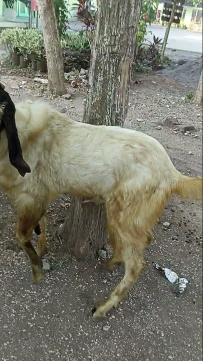 Kambing Batuk