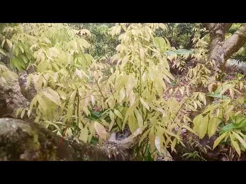 Video Nên tính theo dương lịch hay âm lịch để thuận tiện... - youtube
