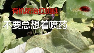 【红蜘蛛有机防治】方法简单省钱，甚至无需喷药