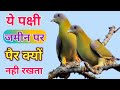 Scientific facts of yellow footed green pigeon | Hariyal Bird |Hariyal Pakshi | Hariyal Parinda