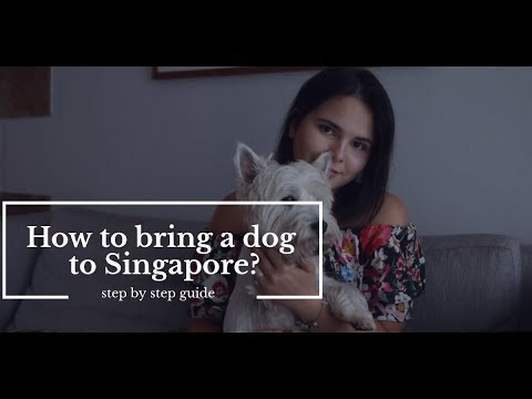 How to bring a dog to Singapore?