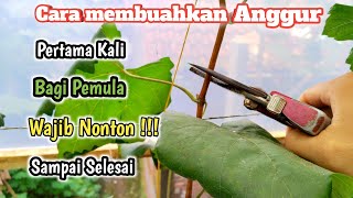 Cara Membuahkan Anggur Untuk Pertama Kali bagi Pemula‼️Anti zonk ✅