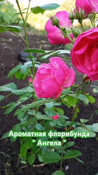 ароматная флорибунда "ангела" 😍 - YouTube
