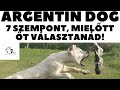 Mielőtt kutyát vennél - ARGENTIN DOG (DOGO ARGENTINO) - 7 fontos szempont! DogCast TV!