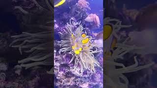 5 Weird Facts: Leafy Sea Dragon #shorts