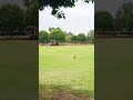 Beautiful Green Nature 🌳🍃 | Peaceful Trees & Grass Scenery | Nature Shorts #shorts